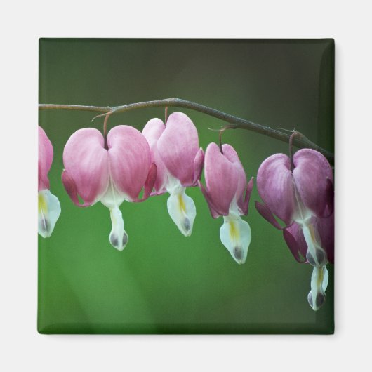 Pink Charms Magnet (Vorne)