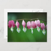 Pink Charms Postkarte (Vorne/Hinten)
