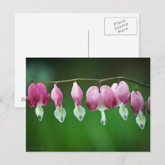 Pink Charms Postkarte (Vorne/Hinten)