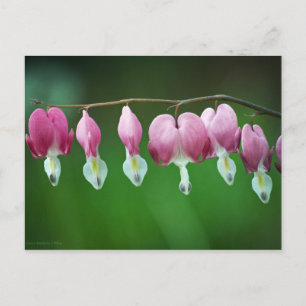 Pink Charms Postkarte