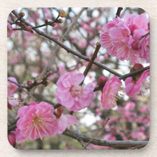Pink Cherry Blosm / Sakura / ラ(桜) Getränkeuntersetzer (Vorderseite)