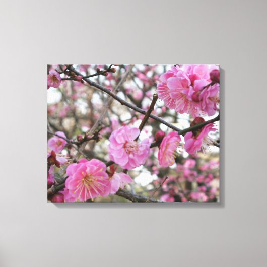 Pink Cherry Blosm / Sakura / ラ(桜) Leinwanddruck (Vorderseite)