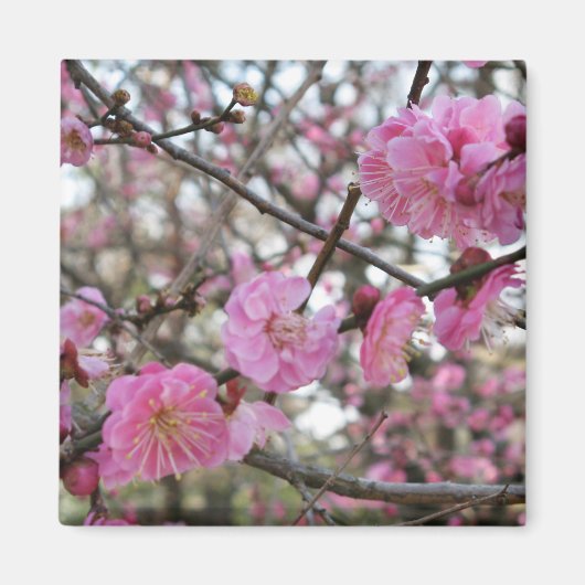 Pink Cherry Blosm / Sakura / ラ(桜) Magnet (Vorne)