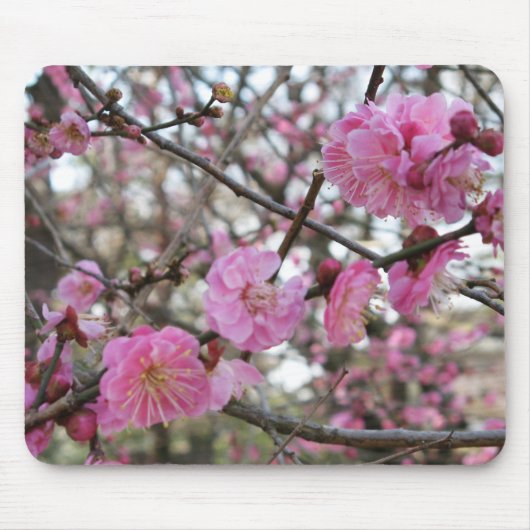 Pink Cherry Blosm / Sakura / ラ(桜) Mousepad (Vorne)