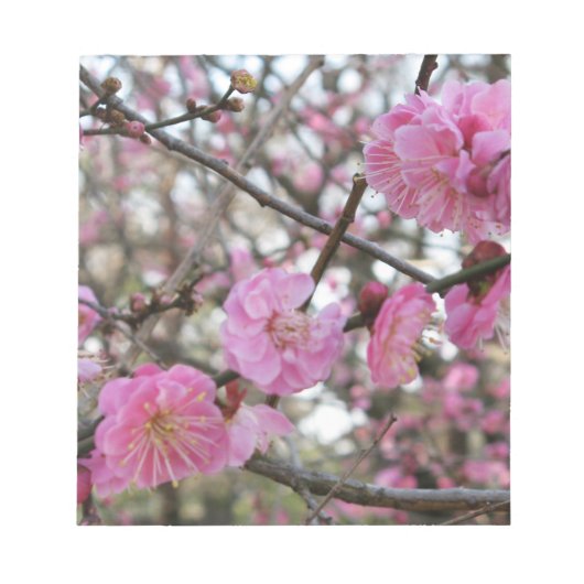 Pink Cherry Blosm / Sakura / ラ(桜) Notizblock (Vorderseite)