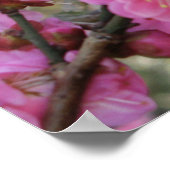 Pink Cherry Blosm / Sakura / ラ(桜) Poster (Ecke)