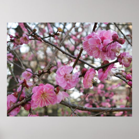 Pink Cherry Blosm / Sakura / ラ(桜) Poster (Vorne)