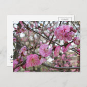 Pink Cherry Blosm / Sakura / ラ(桜) Postkarte (Vorne/Hinten)