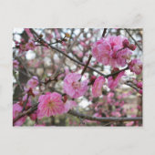 Pink Cherry Blosm / Sakura / ラ(桜) Postkarte (Vorderseite)