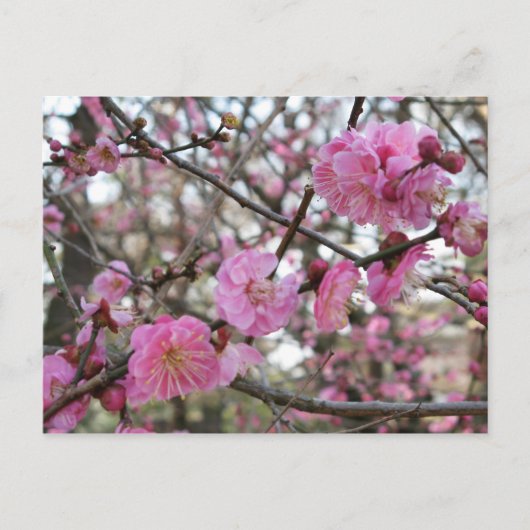 Pink Cherry Blosm / Sakura / ラ(桜) Postkarte (Vorderseite)