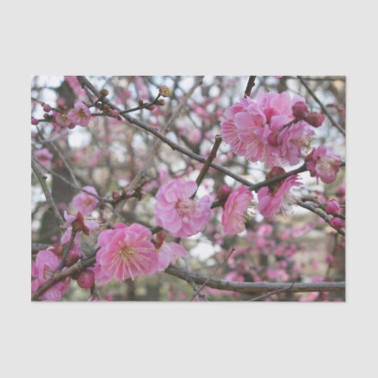 Pink Cherry Blosm / Sakura / ラ(桜) Seidenpapier (Vorderseite)