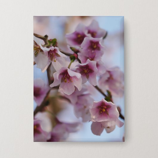 Pink Cherry Blossom Abzeichen Button (Vorderseite)