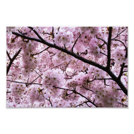 Pink Cherry Blossom Blume Canopy Fotodruck (Vorne)