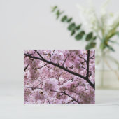 Pink Cherry Blossom Blume Canopy Postkarte (Stehend Vorderseite)