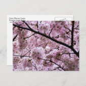 Pink Cherry Blossom Blume Canopy Postkarte (Vorne/Hinten)