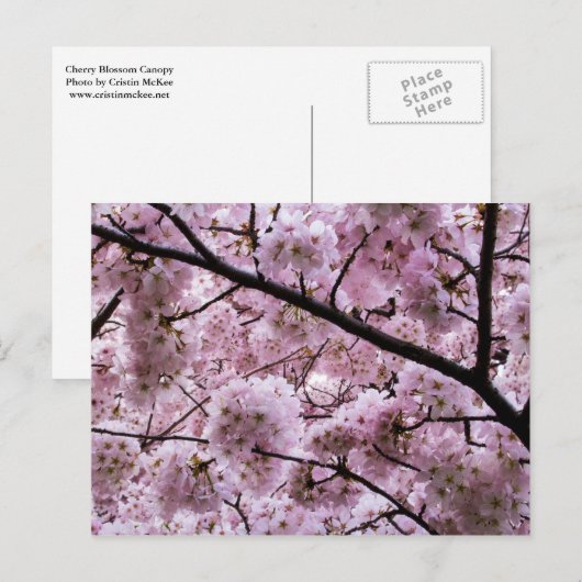 Pink Cherry Blossom Blume Canopy Postkarte (Vorne/Hinten)
