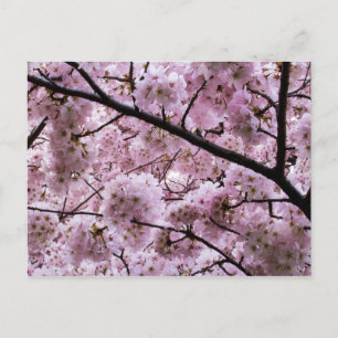 Pink Cherry Blossom Blume Canopy Postkarte