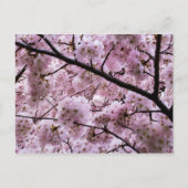 Pink Cherry Blossom Blume Canopy Postkarte (Vorderseite)