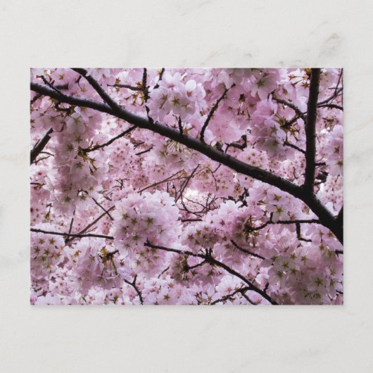 Pink Cherry Blossom Blume Canopy Postkarte (Vorderseite)