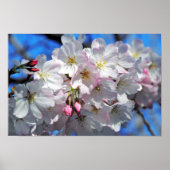 Pink Cherry Blossom Blume Poster (Vorne)