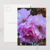 Pink Cherry Blossom Blume Postkarte (Vorne/Hinten)