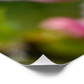 Pink Cherry Blossom Buds Poster (Ecke)