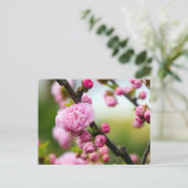Pink Cherry Blossom Buds Postkarte (Stehend Vorderseite)