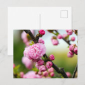 Pink Cherry Blossom Buds Postkarte (Vorne/Hinten)