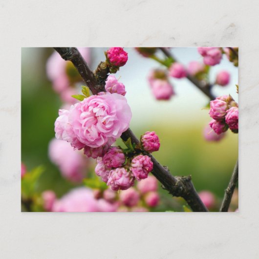 Pink Cherry Blossom Buds Postkarte (Vorderseite)