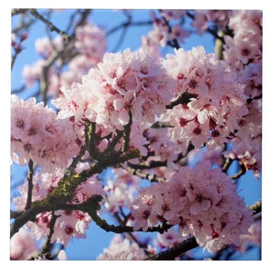Pink Cherry Blossom Keramik Tile Fliese (Vorderseite)