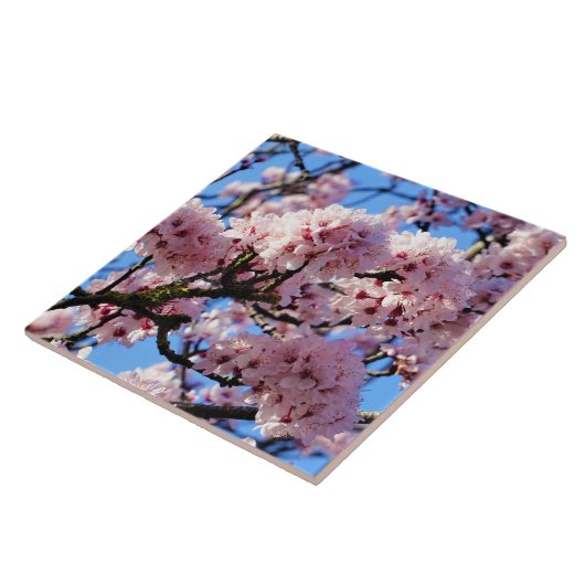 Pink Cherry Blossom Keramik Tile Fliese (Seite)