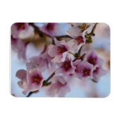 Pink Cherry Blossom Magnet (Horizontal)