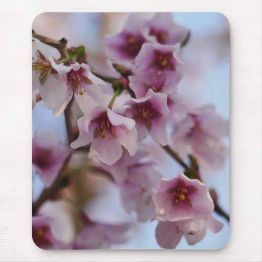 Pink Cherry Blossom Mousepad (Vorne)