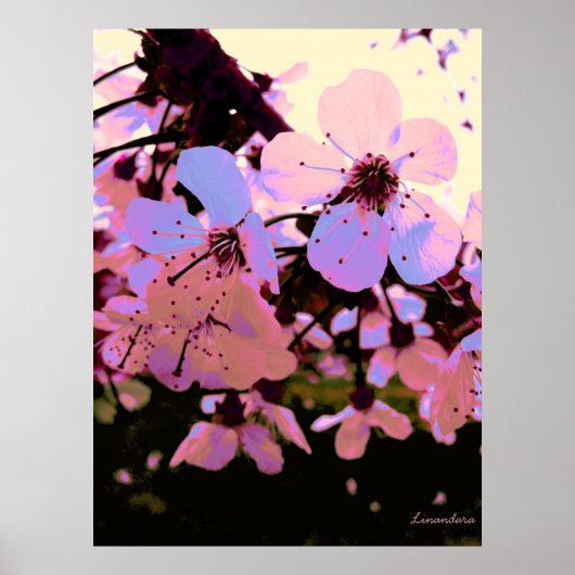 Pink Cherry Blossom Poster (Vorne)