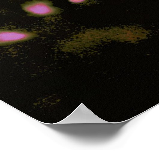 Pink Cherry Blossom Poster (Ecke)