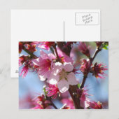 Pink Cherry Blossom Postkarte (Vorne/Hinten)