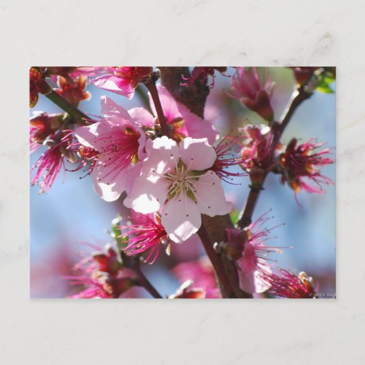 Pink Cherry Blossom Postkarte (Vorderseite)