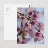 Pink Cherry Blossom Postkarte (Vorne/Hinten)