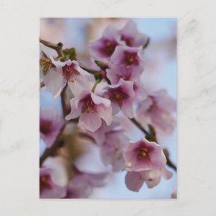 Pink Cherry Blossom Postkarte