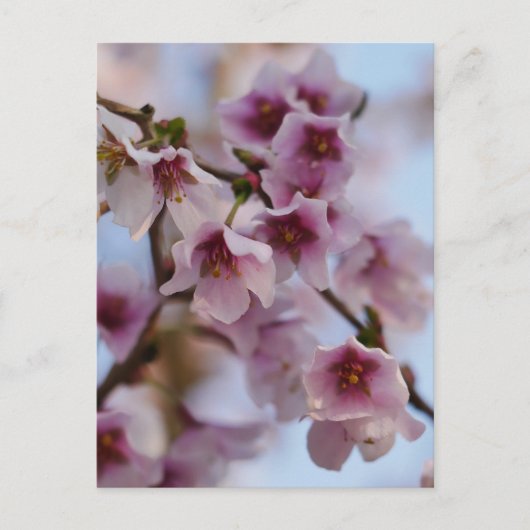 Pink Cherry Blossom Postkarte (Vorderseite)