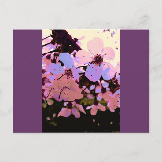 Pink Cherry Blossom Postkarte (Vorderseite)