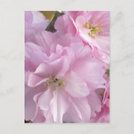 Pink Cherry Blossom Postkarte