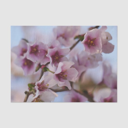 Pink Cherry Blossom Tissue Paper Seidenpapier (Vorderseite)