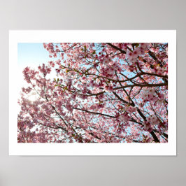 Pink Cherry Blossom: Tokio, Japan Poster