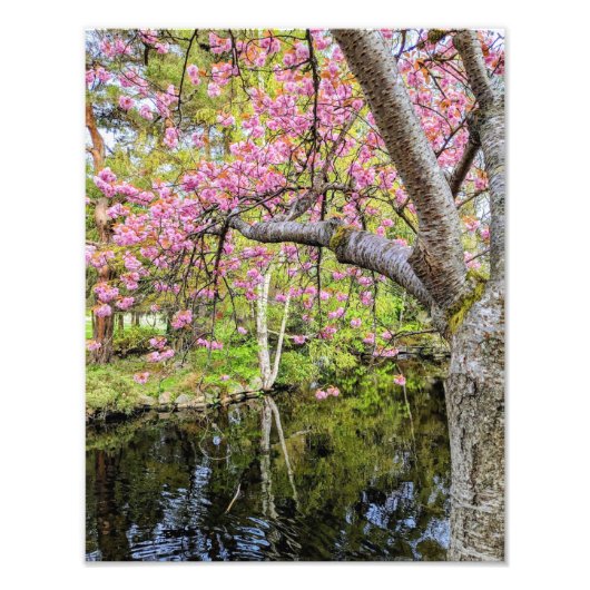 Pink Cherry Blossoms Alongside Pond Fotodruck (Vorne)
