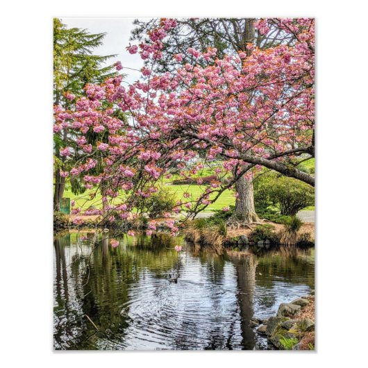 Pink Cherry Blossoms and Pond Photographic Fotodruck (Vorne)
