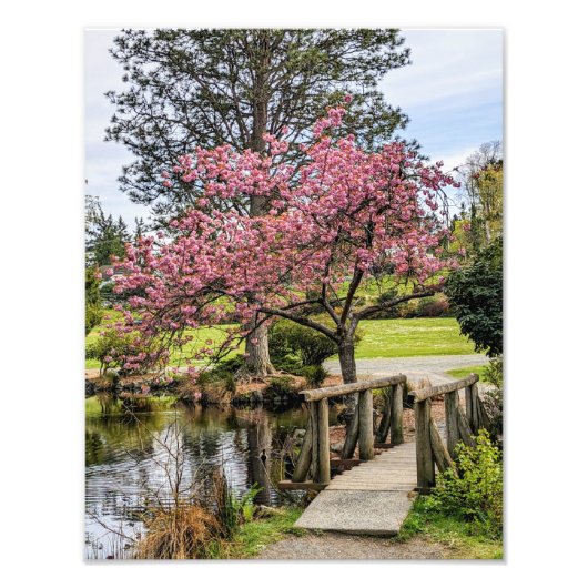 Pink Cherry Blossoms and Wooden Footbridge Fotodruck (Vorne)