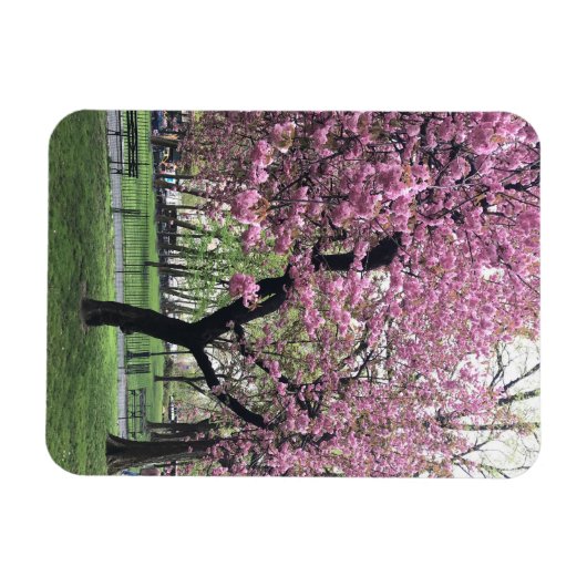 Pink Cherry Tree Blüten Springtime New York City Magnet (Horizontal)