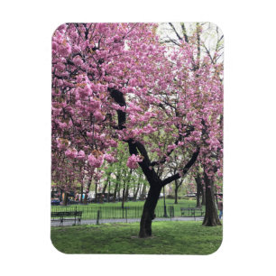 Pink Cherry Tree Blüten Springtime New York City Magnet