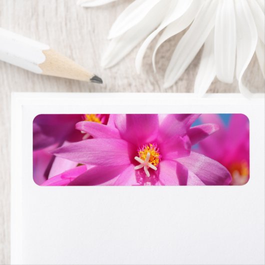 Pink Christmas Cactus Schlumbergera Blume Blossom (Insitu)